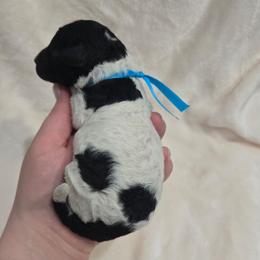Spider-Man - Black and white male Sheepadoodle puppy in Ashton, Idaho from Kerr Kanine Ranch