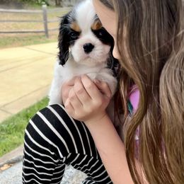 Cavalier King Charles Spaniel Puppies from Gold Country Cavaliers
