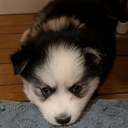 DxKg3 - Black and white female Pomsky puppy in Charlotte, Michigan from Moore Pomskies
