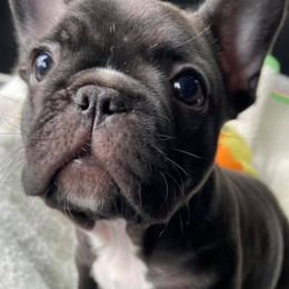 French Bulldogs and Poodles from Simonsez Frenchies