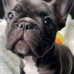 French Bulldogs and Poodles from Simonsez Frenchies