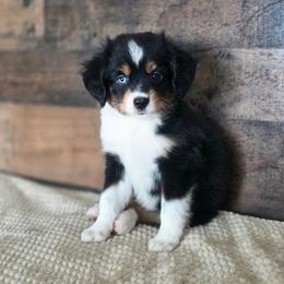 Peanut - Black tri male Miniature Australian Shepherd puppy in Killen, Alabama from Wilkers Wholehearted Mini Aussies