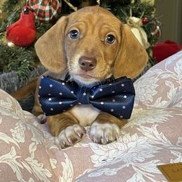 Beans - Piebald male Dachshund puppy in Choccolocco, Alabama from Ace’s Doxies