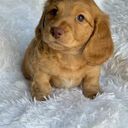 Dachshund Puppies from Dash of Love