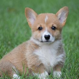 Giggles - Red female Pembroke Welsh Corgi puppy in Lititz, Pennsylvania from GoldStar Corgis (License Number 18519)