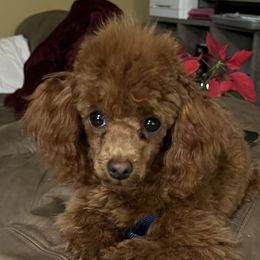 Toby - Poodle