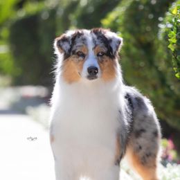 Ava - Australian Shepherd