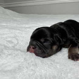 Reeses - Tricolors male French Bulldog puppy in Salisbury, Maryland from 77 Frenchies Maryland