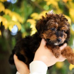 Aussiedoodle Puppies from Mae Blossom Puppies