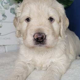 Aussiedoodles, Bernedoodles, Goldendoodles, and Sheepadoodles from Johnson's Doodles