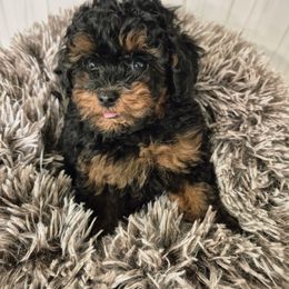 Kancho - Phantom female Poodle puppy in Chandler, Arizona from Fabi Poodle