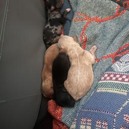 Cockapoo Puppies from Gabi's Tiny Tails of Saginaw