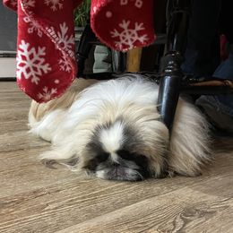 Teddy - Pekingese