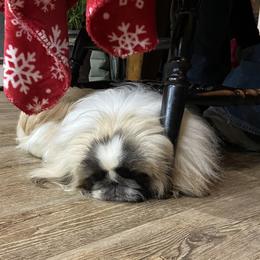 Teddy - Pekingese