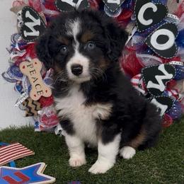 Emerald - Black tri male Toy Australian Shepherd puppy in Granbury, Texas from Texas Miniature Aussies