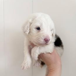 Levi - Blue merle male Aussiedoodle puppy in Heber City, Utah from Junipersdoodles