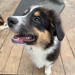 Orange - Black tri-color male Australian Shepherd puppy in Grand Rapids, Michigan from Griffin Tides - Australian Shepherds
