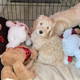 Cockapoo and Goldendoodle Puppies from Capital Doodles