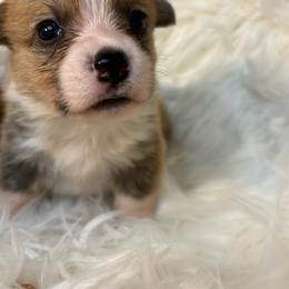 Boy 2 - Red male Pembroke Welsh Corgi puppy in Mountain View, Hawaii from Celtic Corgis