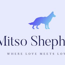German Shepherds from Mitso Shepherds