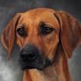 Tish - Rhodesian Ridgeback