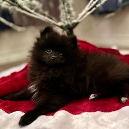 Pomeranian Puppies from Pitter Patter Pomeranian Palace