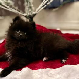 Pomeranian Puppies from Pitter Patter Pomeranian Palace