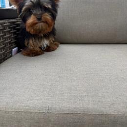 Rae - Black and gold female Yorkshire Terrier puppy in Maple Heights, Ohio from Yorkiesllc