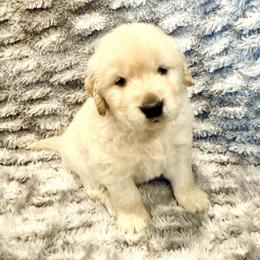Tracker - Light golden male Golden Retriever puppy in Oregon from Bliss Retrievers