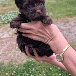 Coco - Liver male Yorkshire Terrier puppy in Gaylesville, Alabama from Sweet Alabama Yorkies