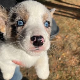 Spot - Blue merle and white male Cardigan Welsh Corgi puppy in Rexburg, Tennessee from Corgi Gardens