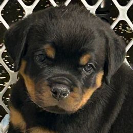 Boy 3 - Black and mahogany male Rottweiler puppy in Indianapolis, Indiana from Rottgang Rottweilers