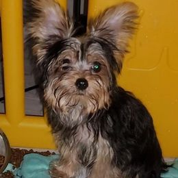 Tiny Leo - Black and gold male Yorkshire Terrier puppy in Gilbert, Arizona from Yorkie Your Soulmate Puppy