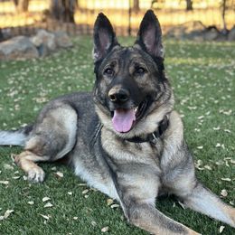 Em J - German Shepherd