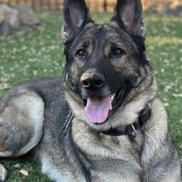 Em J - German Shepherd