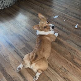 Luffy - Pembroke Welsh Corgi