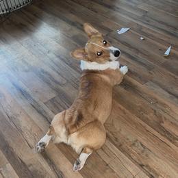 Luffy - Pembroke Welsh Corgi