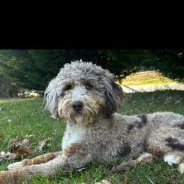 Clay - Bernedoodle