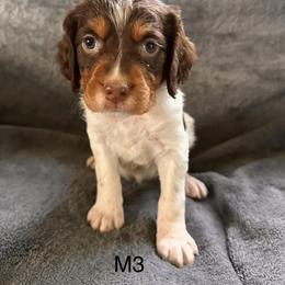 Boy 1 - male Brittany puppy in Parkersburg, Iowa from Truax Brittanys