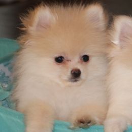 Bo - Cream male Pomeranian puppy in Danielsville, Georgia from PassionatePomPoms