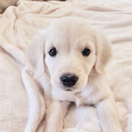 Mint Collar - Light golden female Golden Retriever puppy in Coarsegold, California from Sierra Hills Retrievers