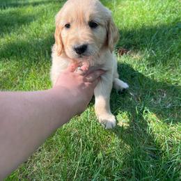 Jason - Light golden male Golden Retriever puppy in Princeton, Minnesota from North Country Goldens