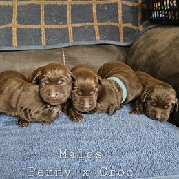 Boy 5 - Chocolate male Labrador Retriever puppy in Boyd, Minnesota from Lindley Labradors