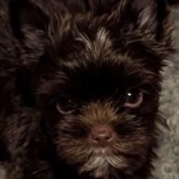 Addie - Liver female Yorkshire Terrier puppy in Gaylesville, Alabama from Sweet Alabama Yorkies