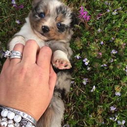 Toy Australian Shepherd Puppies from Baker Ranch Toy Aussies