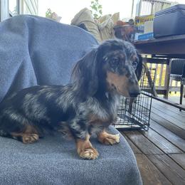 Camo - Dachshund