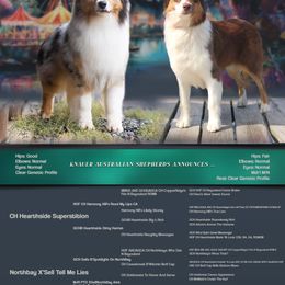 Australian Shepherd puppies from Knauer Australian Shepherds