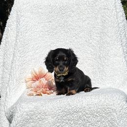 Rio - Black and tan male Dachshund puppy in Terre Hill, Pennsylvania from Pine Grove Dachshund