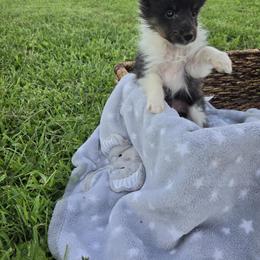 Cooper - Black white and tan male Shetland Sheepdog puppy in Gladbrook, Iowa from T Triple C Shelties
