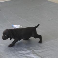Pudelpointer Puppies from On a hunt kennels